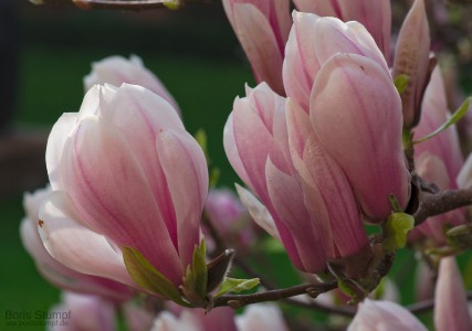 Magnolienblüte