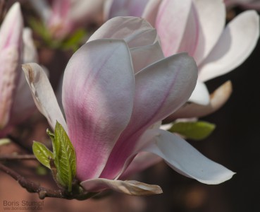 Magnolienblüte