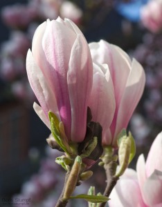 Magnolienblüte