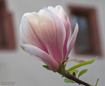 Magnolienblüte