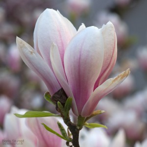 Magnolienblüte