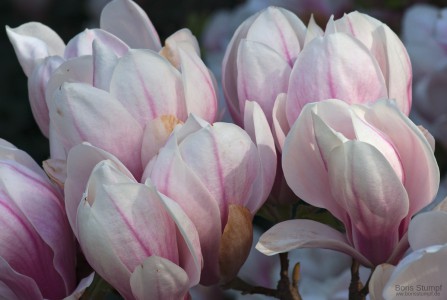 Magnolienblüte