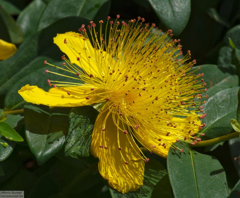 Botanischer Garten, Frankfurt