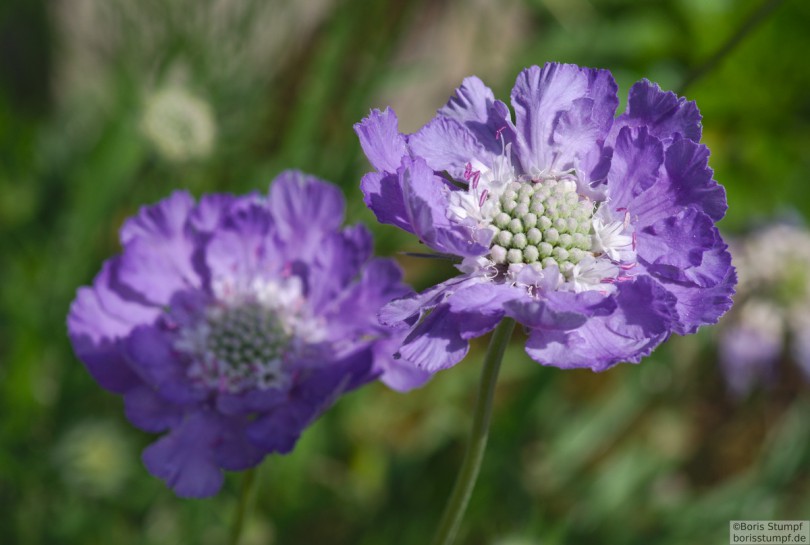 Botanischer Garten, Frankfurt