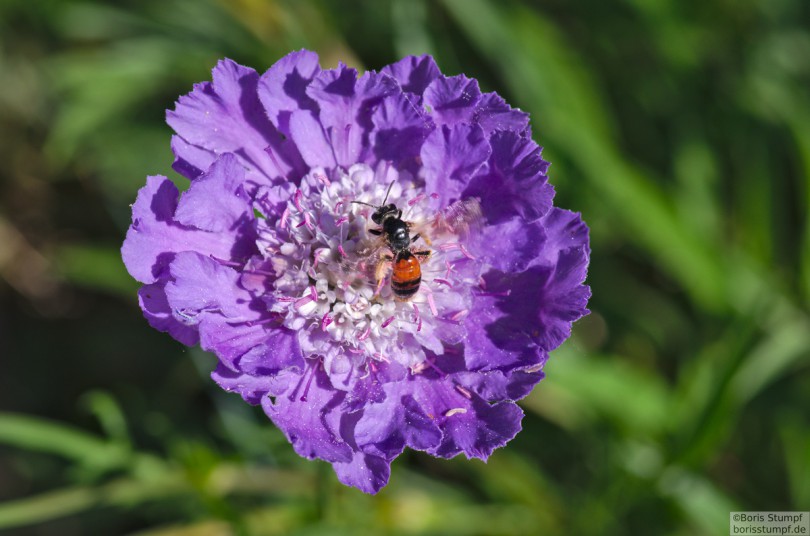 Botanischer Garten, Frankfurt