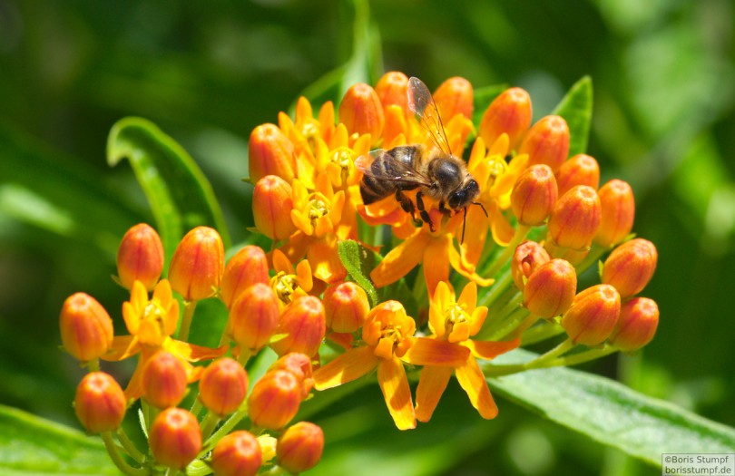 Botanischer Garten, Frankfurt