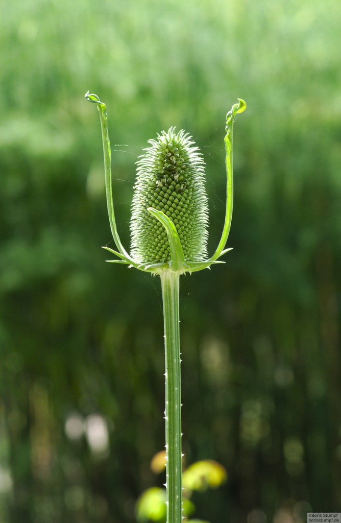 Botanischer Garten, Frankfurt