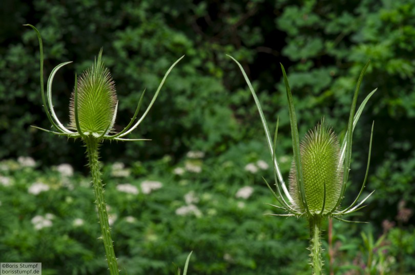 Botanischer Garten, Frankfurt