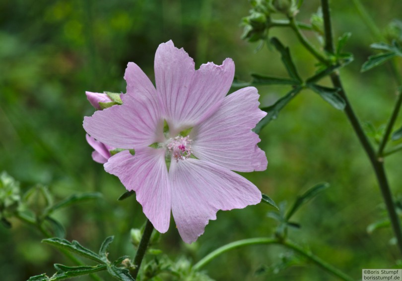 Botanischer Garten, Frankfurt