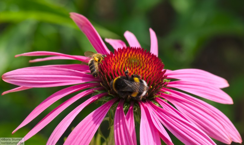 Botanischer Garten, Frankfurt