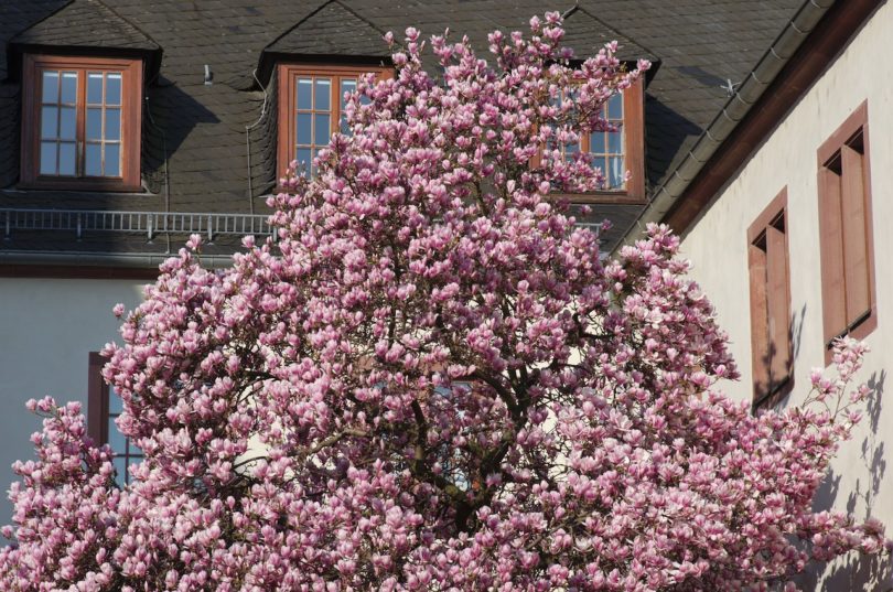 Magnolie, Karmeliterkloster