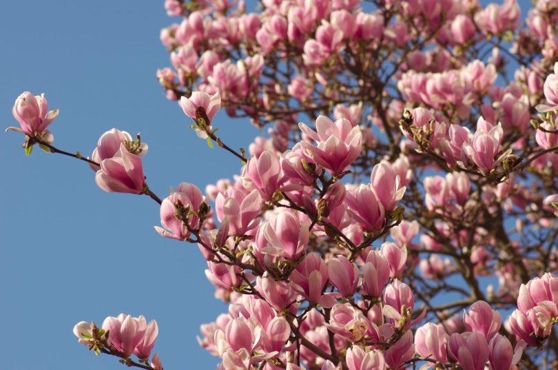 Magnolie, Karmeliterkloster