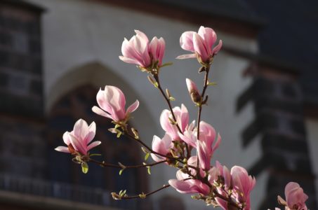 Magnolie, Karmeliterkloster