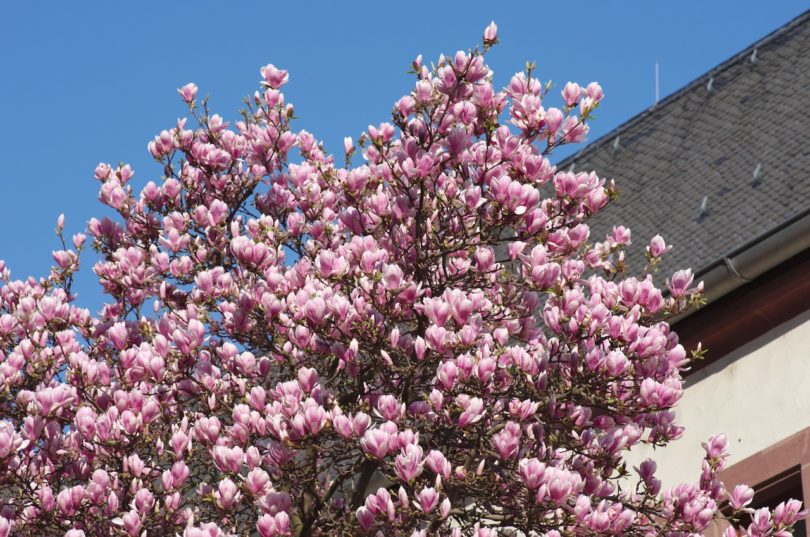 Magnolie, Karmeliterkloster