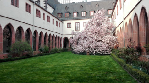 Magnolie im Karmeliterkloster Frankfurt