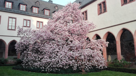 Magnolie im Karmeliterkloster Frankfurt
