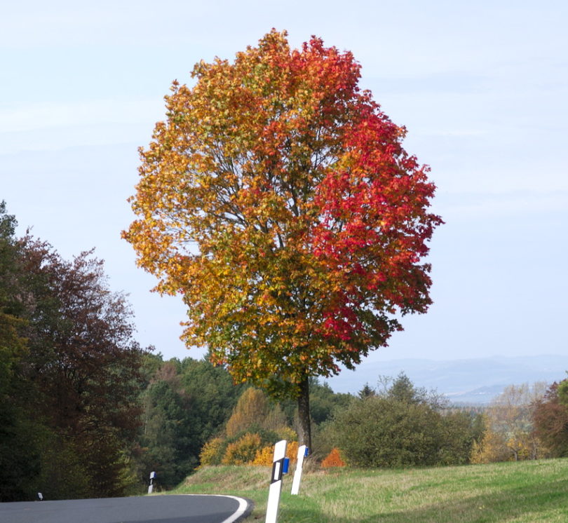 Herbst - Landstraße im Hintertaunus