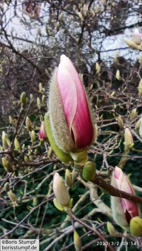 Magnolie - Frühlingsbeginn