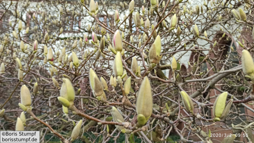 Magnolie - Frühlingsbeginn