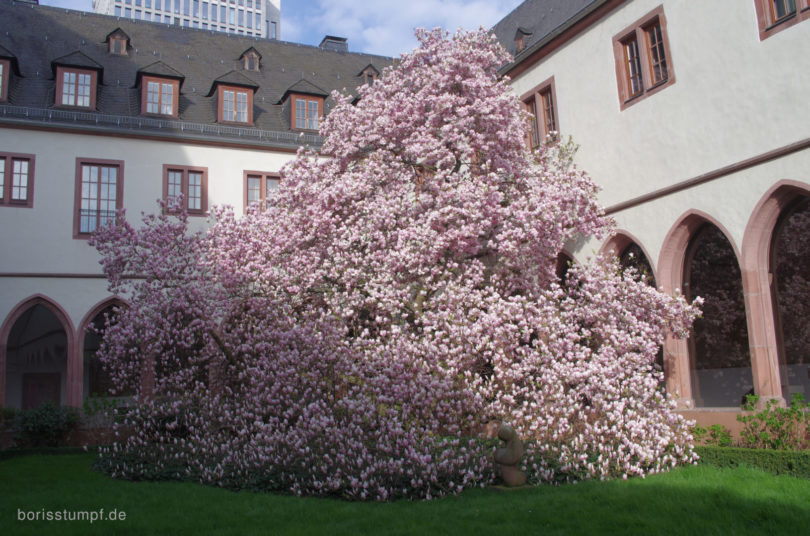 Magnolie im Institut für Stadtgeschichte Frankfurt Bild 1