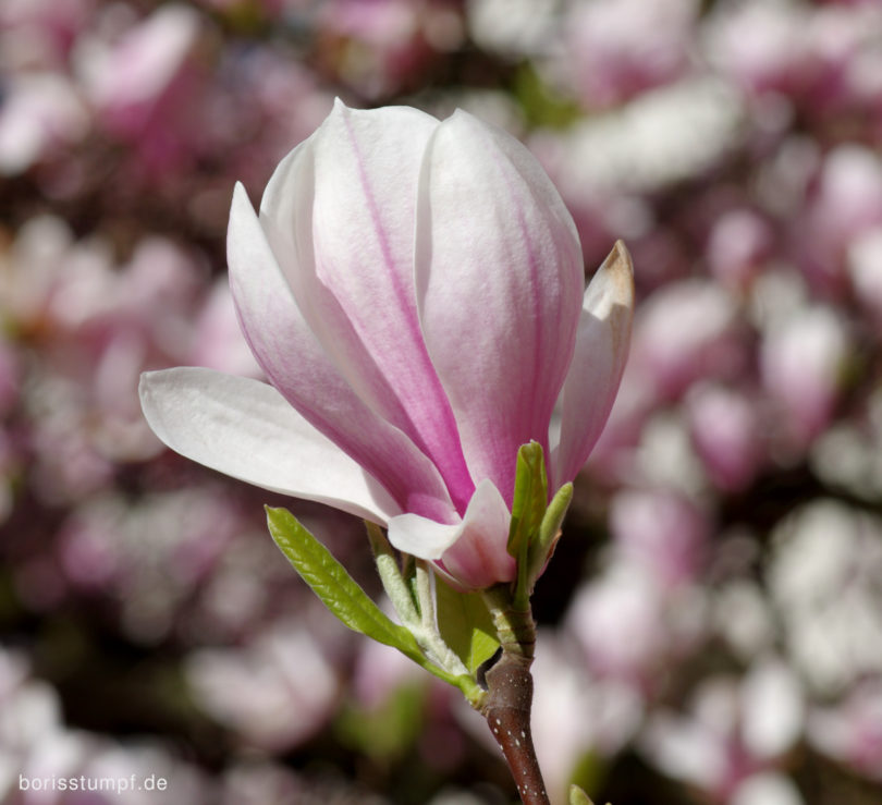 Magnolie im Institut für Stadtgeschichte Frankfurt Bild 3