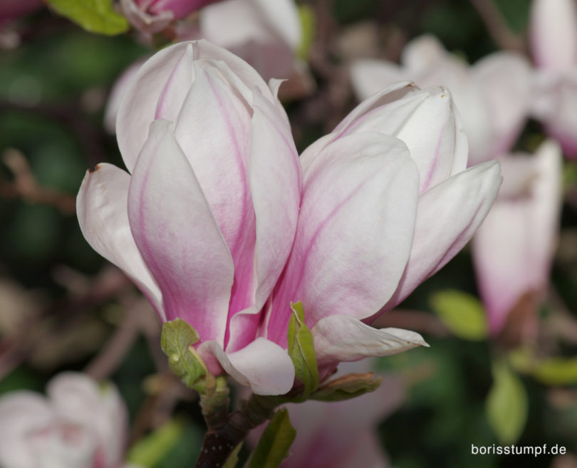 Magnolie im Institut für Stadtgeschichte Frankfurt Bild 5