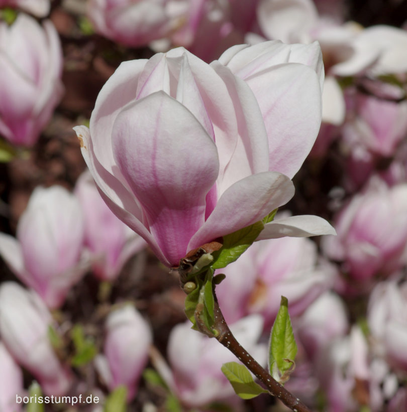 Magnolie im Institut für Stadtgeschichte Frankfurt Bild 6