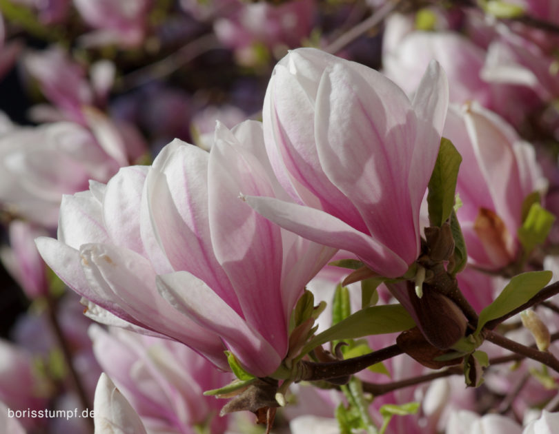 Magnolie im Institut für Stadtgeschichte Frankfurt Bild 7