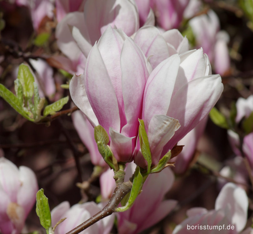 Magnolie im Institut für Stadtgeschichte Frankfurt Bild 8