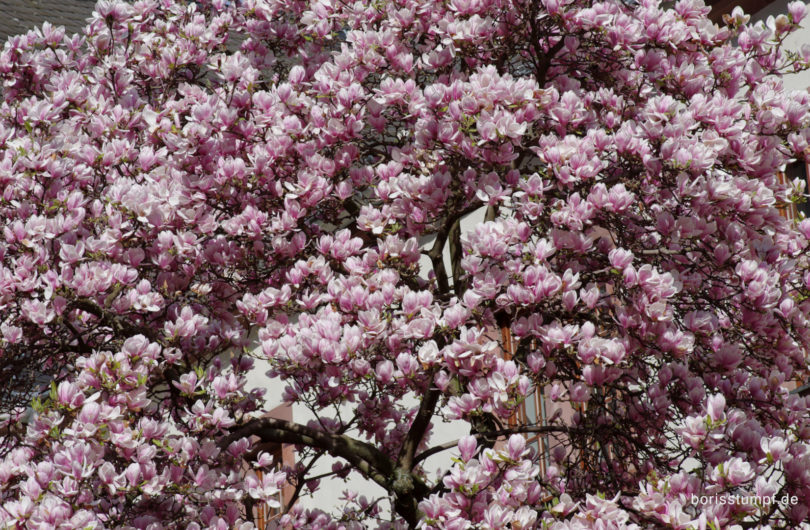 Magnolie im Institut für Stadtgeschichte Frankfurt Bild 9