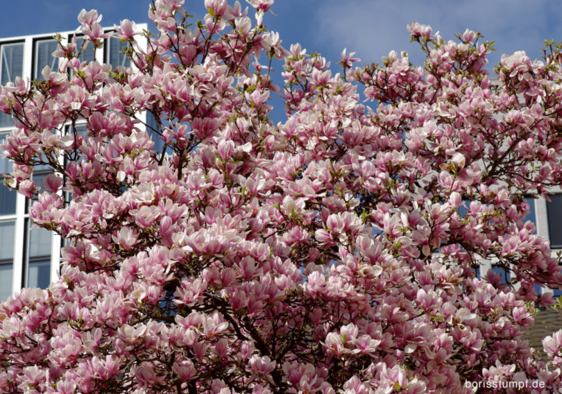 Magnolie im Institut für Stadtgeschichte Frankfurt Bild 10