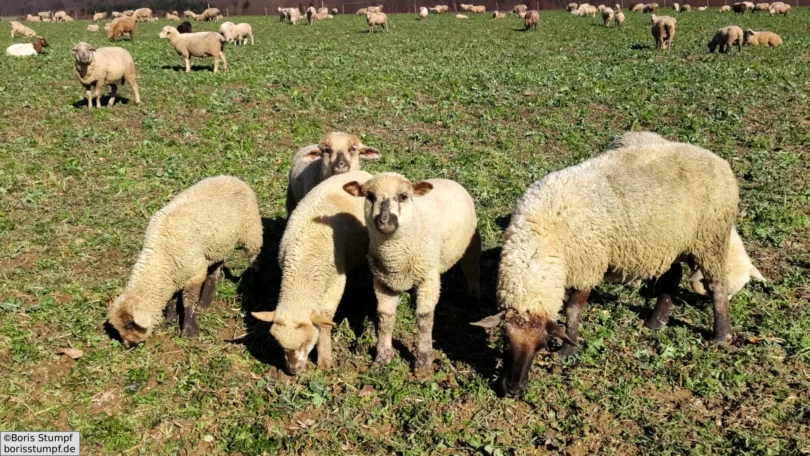 Schafe im Taunus bei Hünfelden