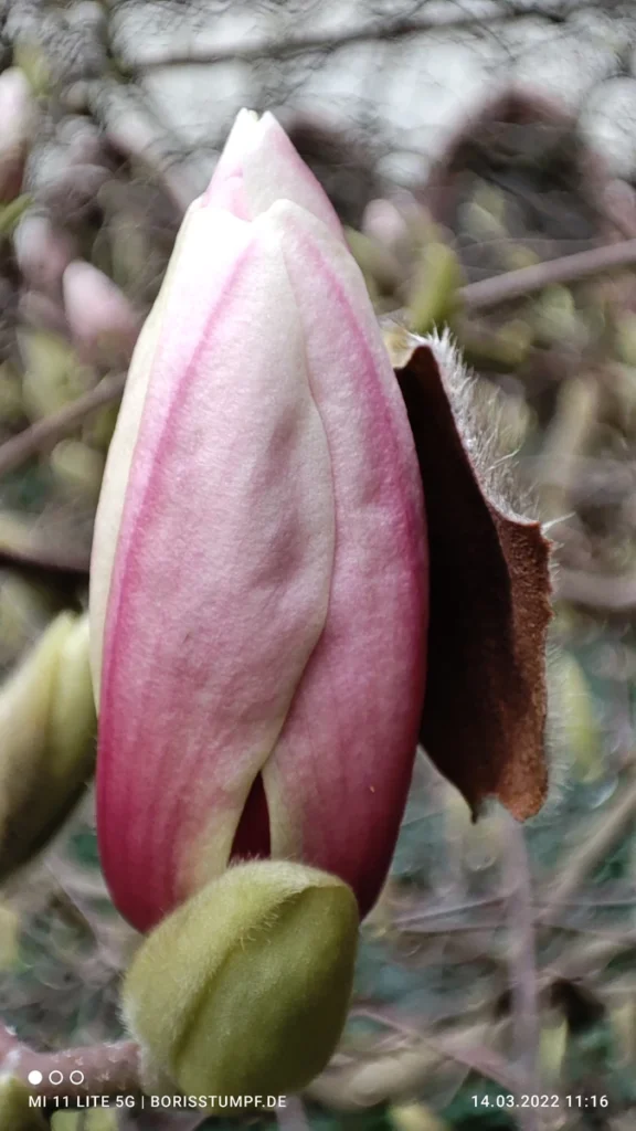 Magnolien-Blütenknospe öffnet sich