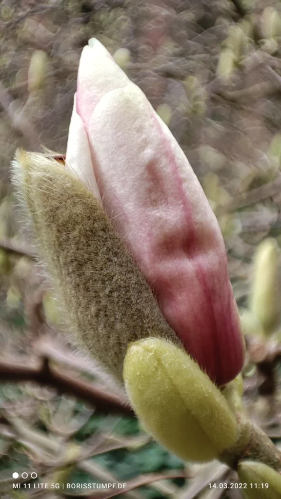 Magnolien-Blütenknospe öffnet sich