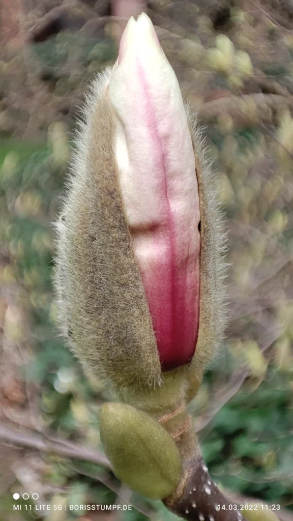 Magnolien-Blütenknospe öffnet sich