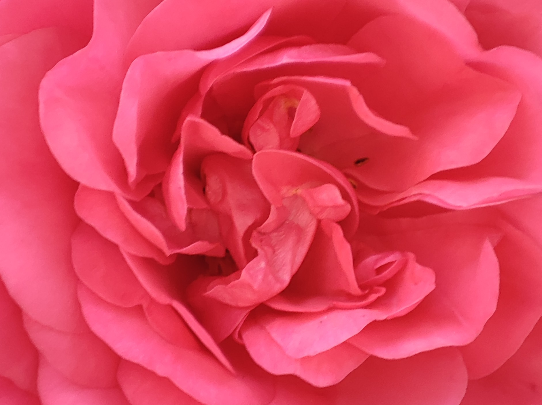 Rosenblüte Nahaufnahme