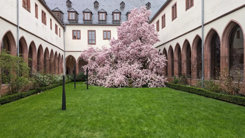 Magnolie im Institut für Stadtgeschichte Frankfurt, 2023