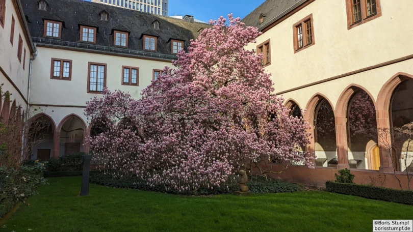 Magnolie im Kreuzgang-Garten des Instituts für Stadtgeschichte Frankfurt (ISG) - ehem. Karmeliterkloster - Gesamtansicht