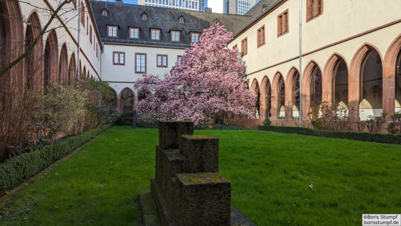 Magnolie im Kreuzgang-Garten des Instituts für Stadtgeschichte Frankfurt (ISG) - ehem. Karmeliterkloster - Gesamtansicht